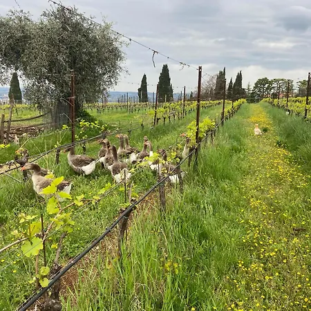 La Vineria Di San Mattia Фермерский дом