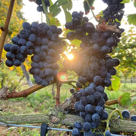 La Vineria Di San Mattia Верона